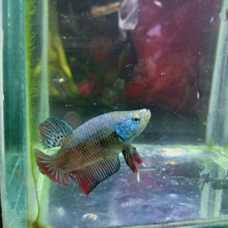 ikan cupang besgel
