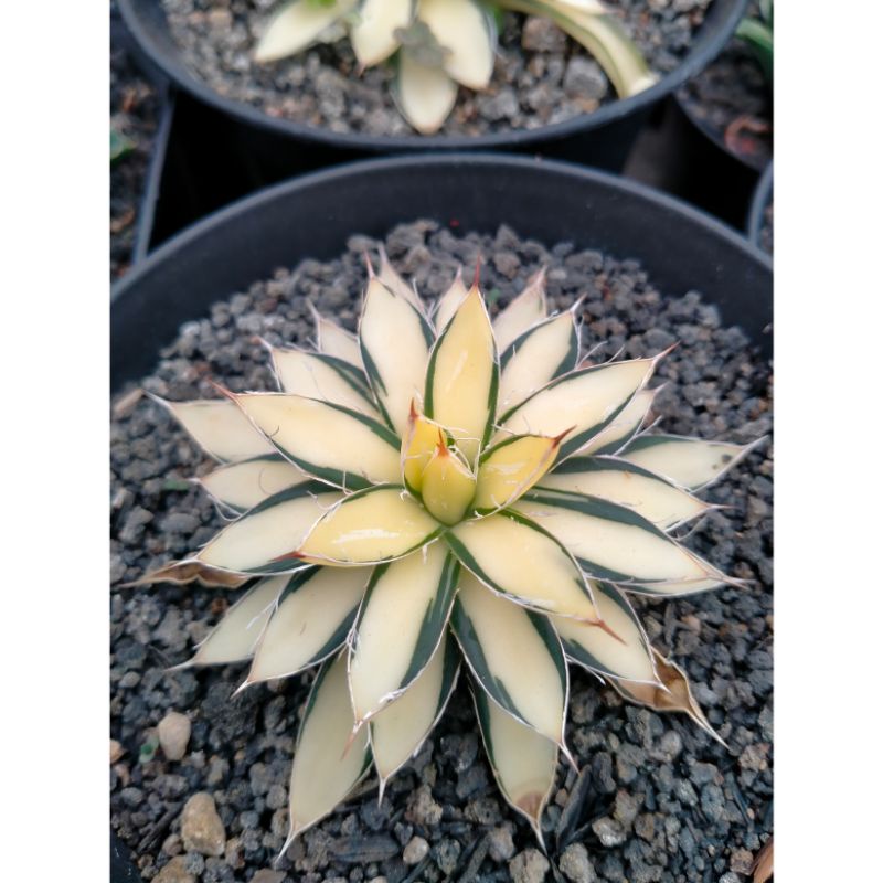 Agave Filifera Aurea