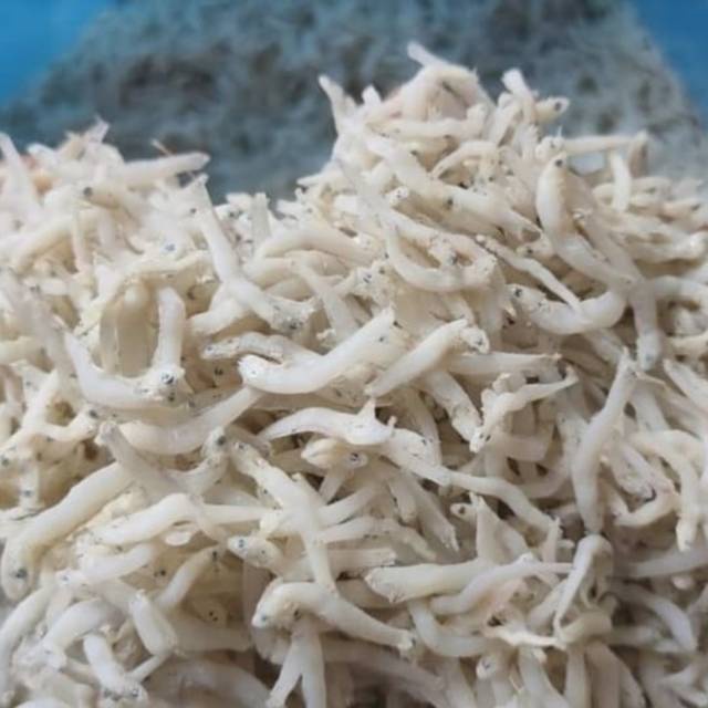 

Teri medan/teri nasi 100gr