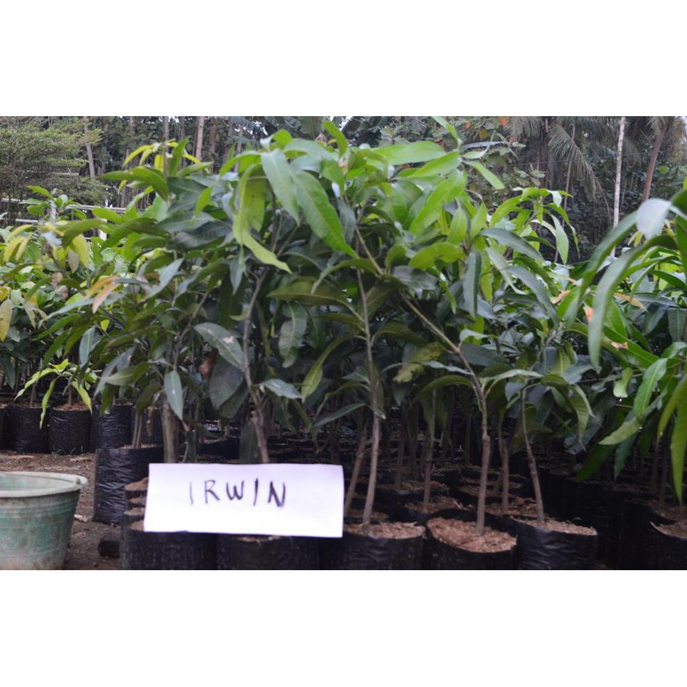 Bibit Tanaman Bibit Mangga Mahatir - Bibit Buah Mangga Mahatir - Bibit Buah Purworejo @_$