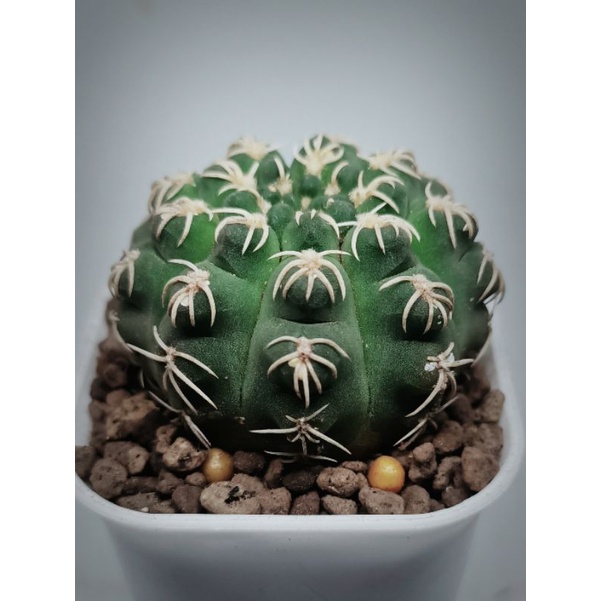 Kaktus Gymnocalycium Quehlianum Curvispinus