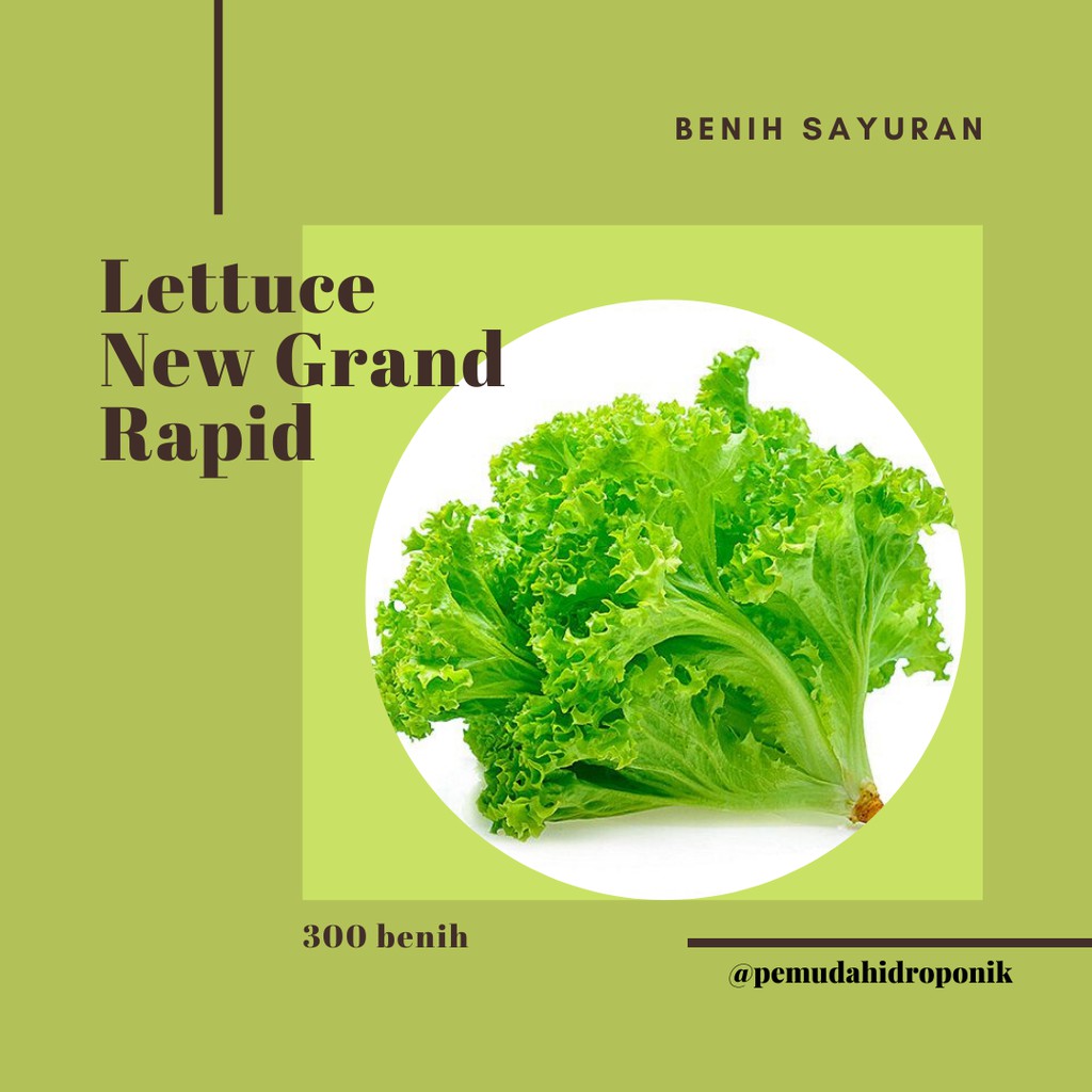 Benih Selada/Lettuce New Grand Rapid 300