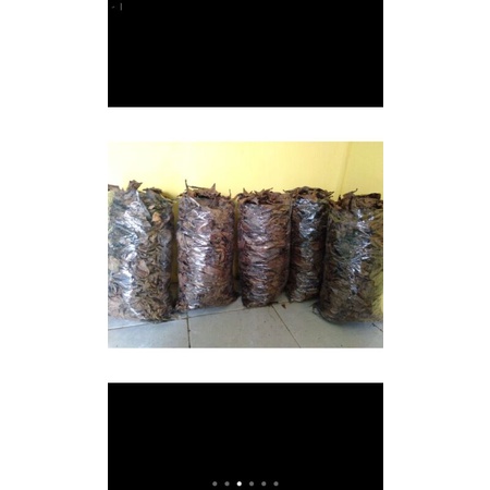 

Ketapang Laut Olahan