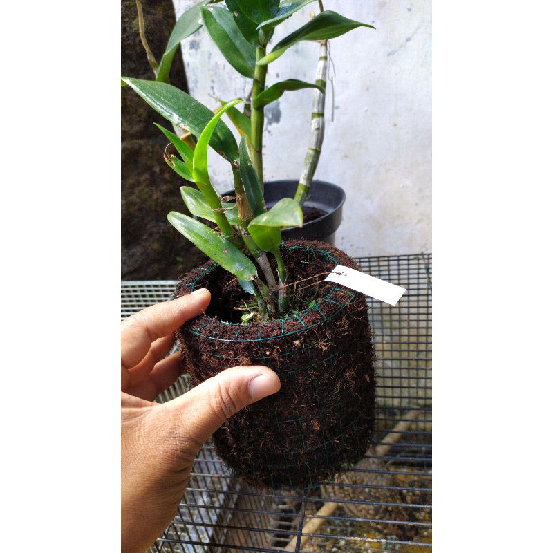 Dendrobium mesagnil