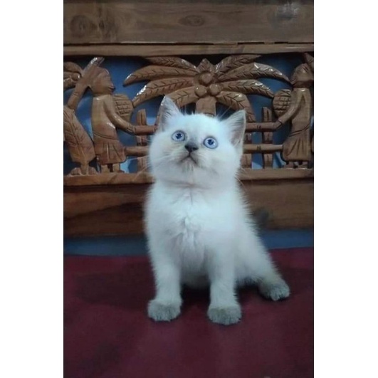kucing Persia anggora