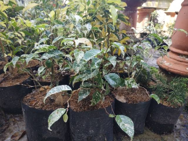 Bahan Bonsai Beringin Ficus Benjamina Variegata Blorok Impor Langka
