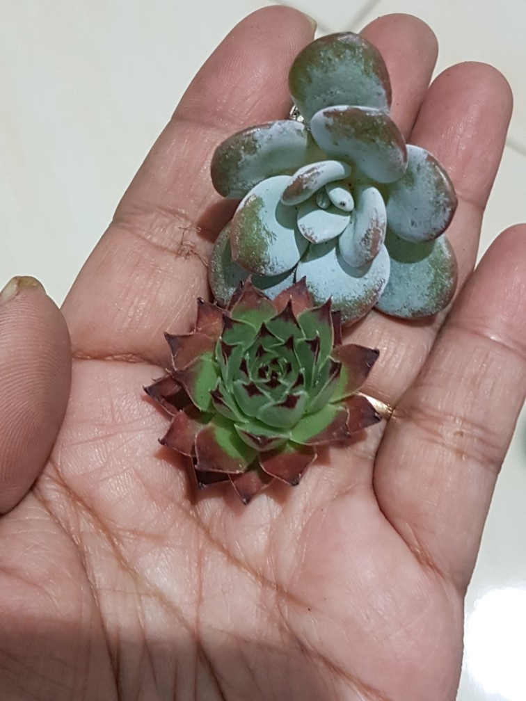 Sempervivum Fire Dragon