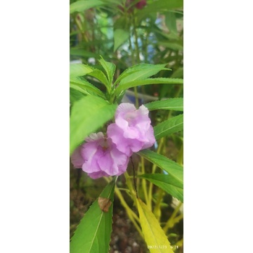 

Biji bunga pacar air warna lavender (20 biji)