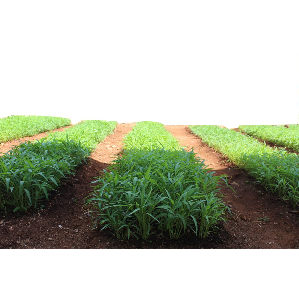 

Sayur Organik ( Sayur Kangkung)