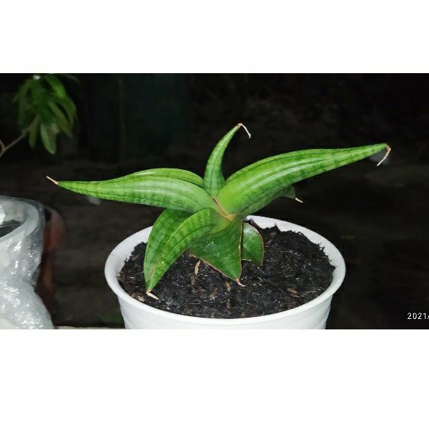 sanseviera lost id 01 sansevieria