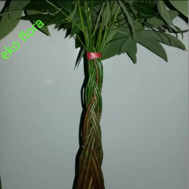Tanaman pacira kepang 9/pacira kepang