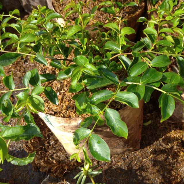 Bunga sakura / benih herbal / hiasan taman
