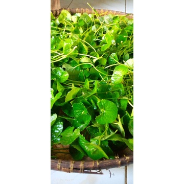 

daun pegagan segar 500gram/daun antana