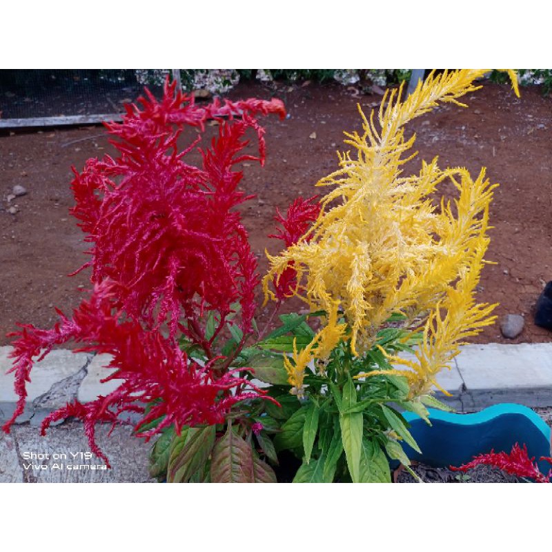 Biji Bunga Celosia Plumosa Celosia