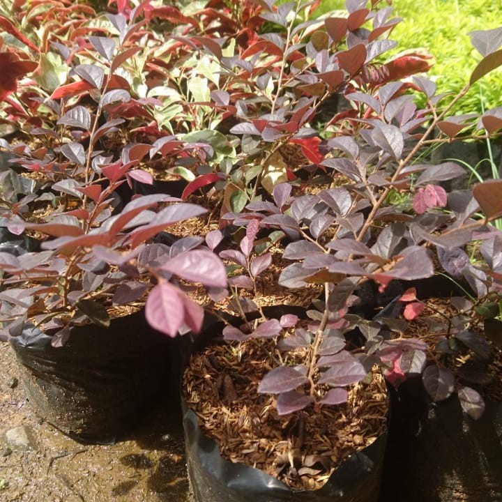 Bunga Pitaloka Tanaman Hias Pitaloka atau serut merah Chinese fringe  Tunas Bibit