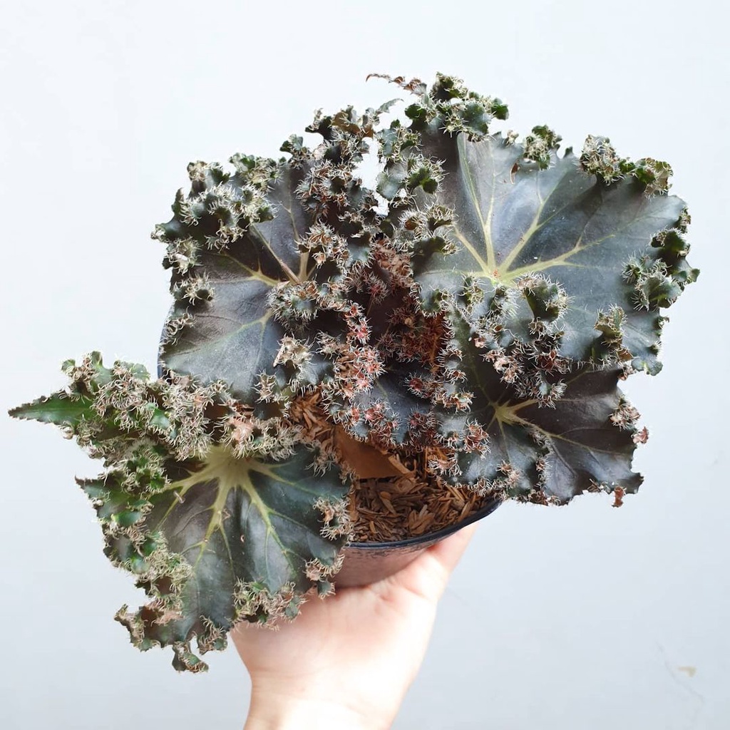 Tanaman  begonia daun duri / begonia brazil / begonia brajil