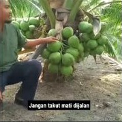 Bibit kelapa Hibrida genyah entok hijau / kelapa hibrida bibit unggul  3- 4 tahun berbuah