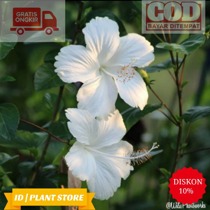 Tanaman hias kembang sepatu putih-bunga sepatu putih-tanaman hidup-bunga hiasan