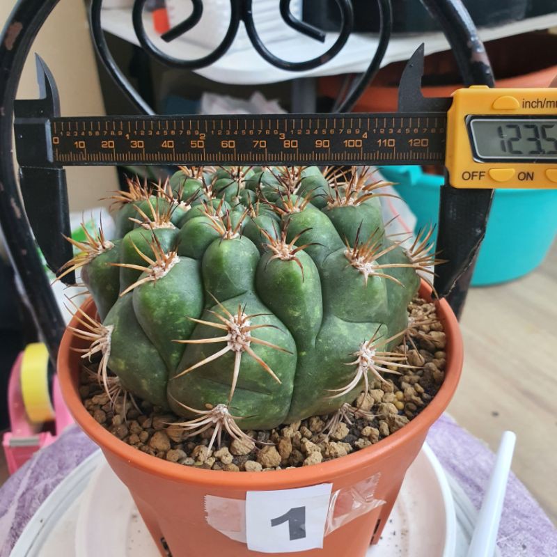 Gymnocalycium Saglionis JUMBO cactus | kaktus
