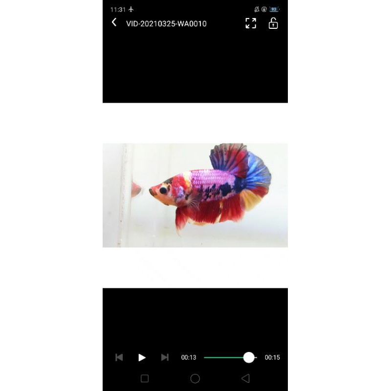 REAL PICT & VIDEO BETTA CUPANG PLAKAT KOI CANDY NEMO MULTICOLOUR FANCY JANTAN