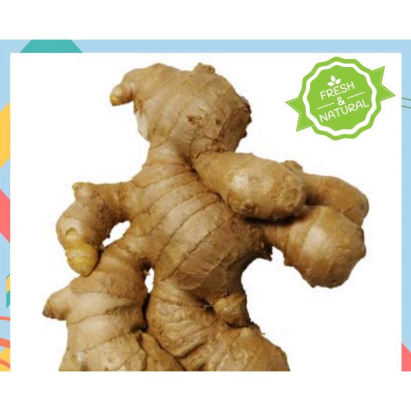 

Tanaman herbal jahe Fresh