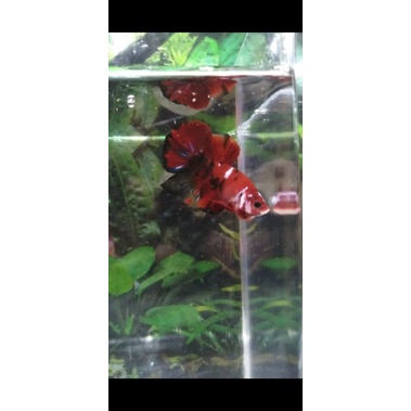 Ikan Cupang Hias Red Koi Tiger