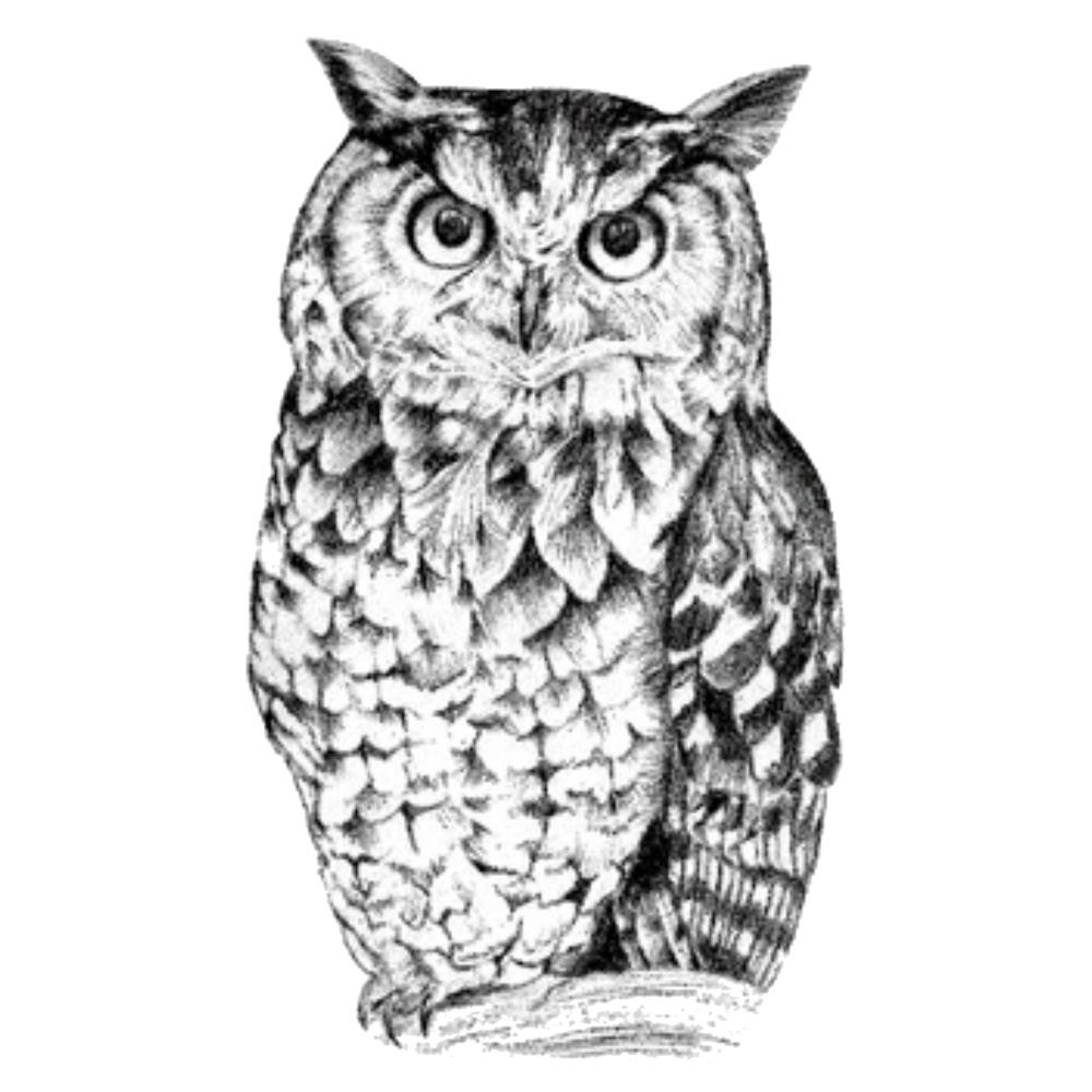  Gambar Tato Owl  Keren Koleksi Gambar  HD