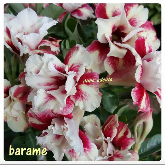 Bibit bunga kamboja/adenium treple terbaru-Barame