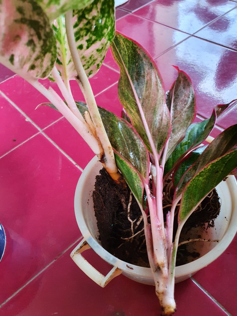 Tanaman Hias Aglonema Big Roy / Lulaiwan