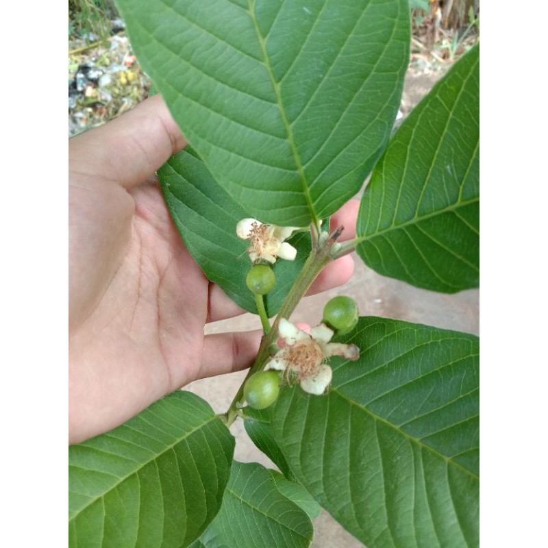 Bibit Jambu kristal Putih Berbuah (Jambu kristal Berbuah)