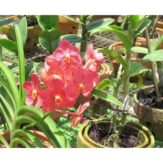 Tanaman Anggrek Vanda Merah