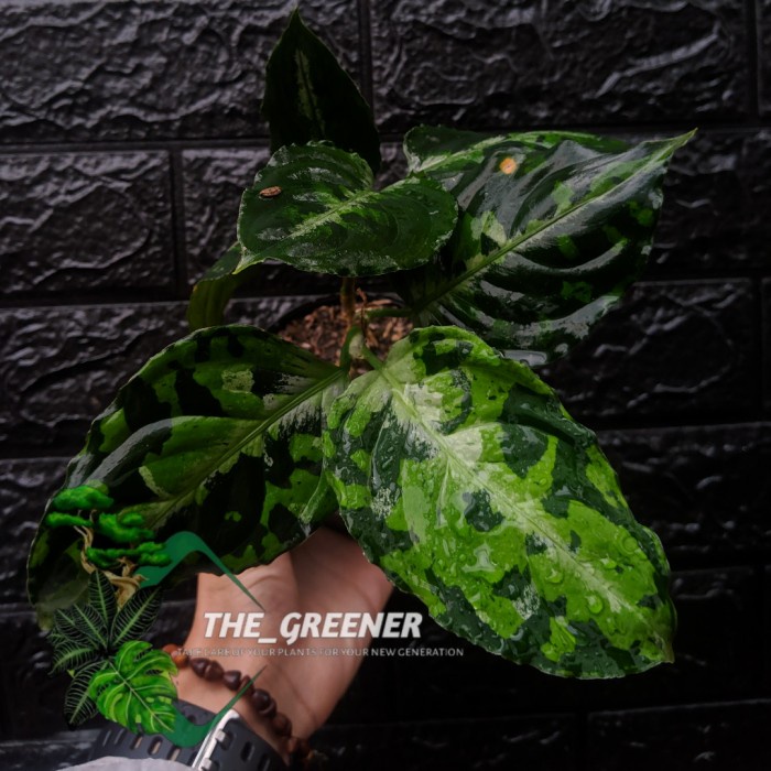 aglonema pictum tricolor