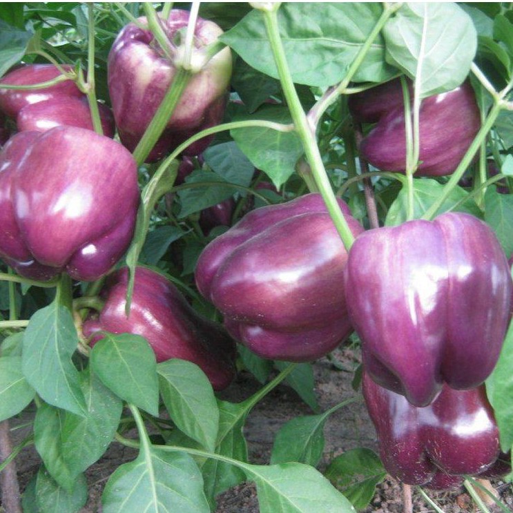 4 Bibit Paprika Ungu F1 Purple Star Super Benih Sayuran Unggul Known You Seed Tanaman Sayur Seribuan