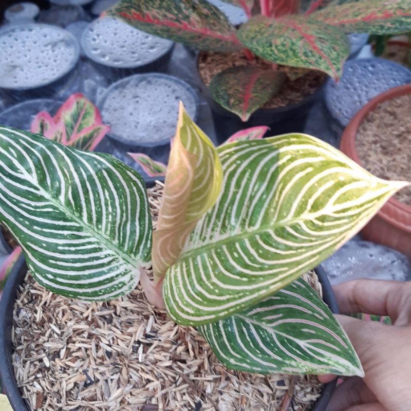 bonggolan aglonema golden hope