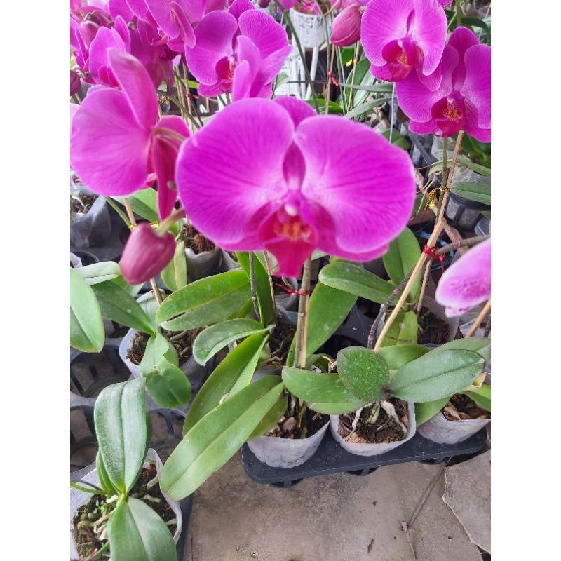 anggrek bulan taiwan knop