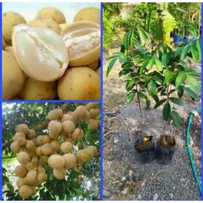 bibit buah duku tanpa biji