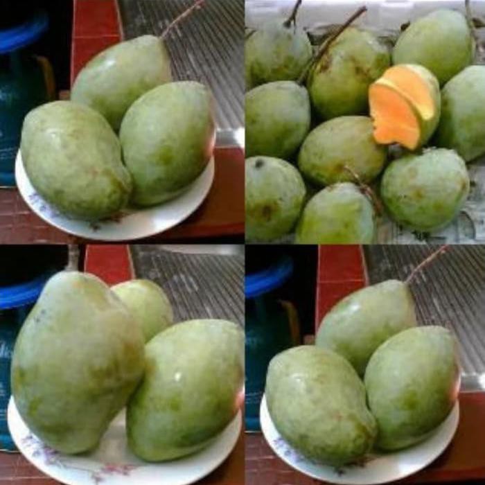 Bibit Buah Mangga Cengkir Indramayu *_@