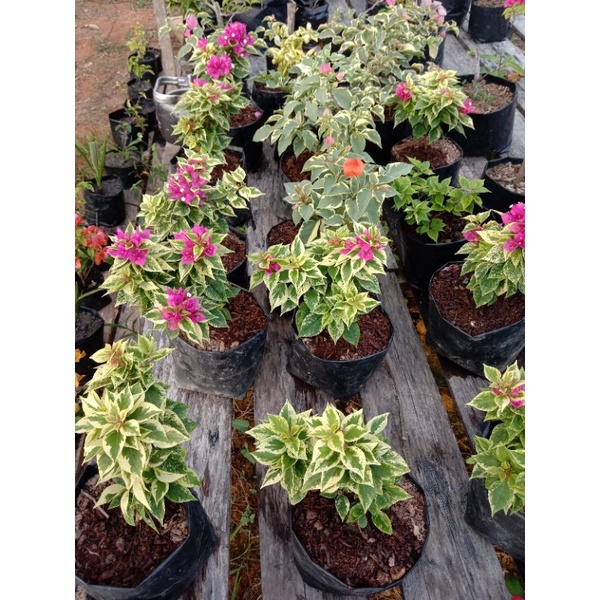 Tanaman hias bunga Bougenville Singapura bonsai