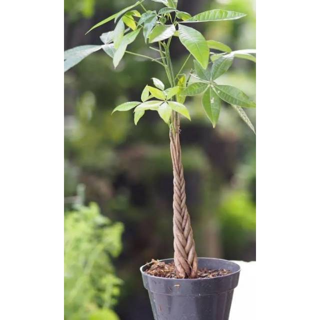 Tanaman hias pachira kepang 4 / pohon pachira tanaman uang - tanaman hoki