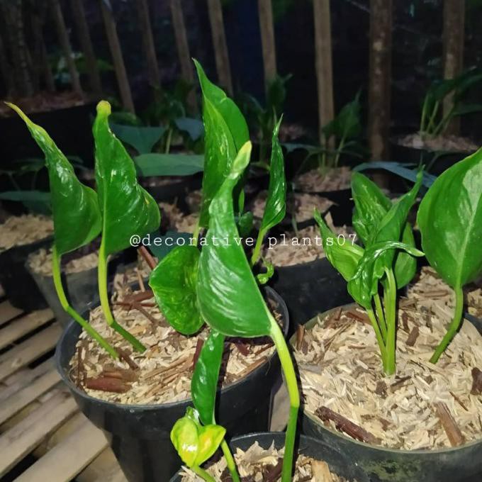 Tanaman Hias Epipremnum Shangrila Variegata Senapmena