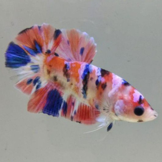 Cupang Plakat Nemo Orange Galaxy Multicolor (Jual Satuan SESUAI FOTO)