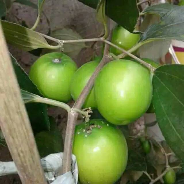 BIBIT TANAMAN APEL INDIA/putsal
