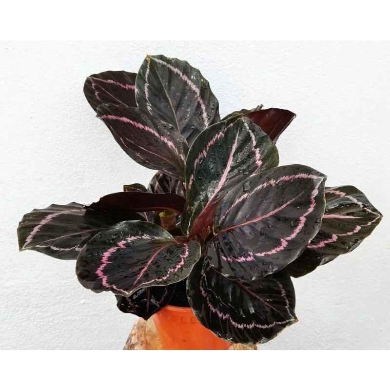 Calathea Black Lipstick