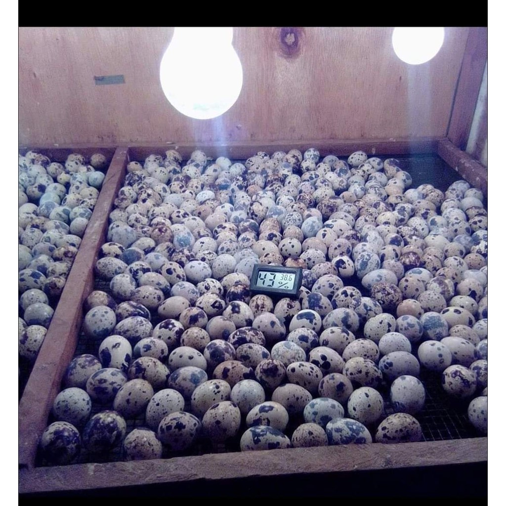 UMPAN GALATAMA LELE TAPUY EMBIRO PUYUH