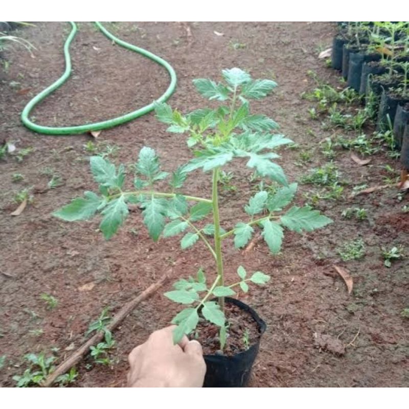Bibit pohon tomat apel/Tanaman buah tomat apel