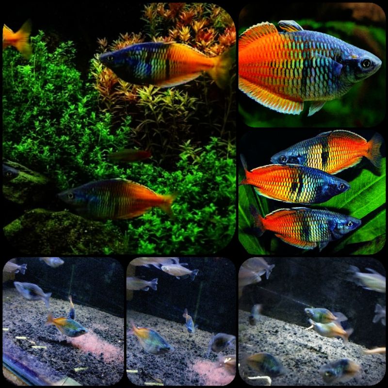 ikan rainbow bosemani untuk aquarium dan aquascape