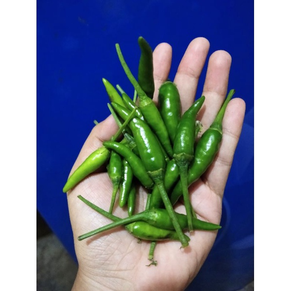 

[JATIM] Cabe/Cabai/Lombok TeWe 100 gram