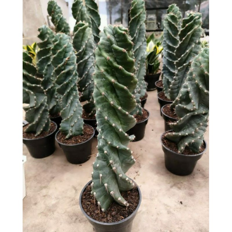 kaktus cereus forbesi spiralis