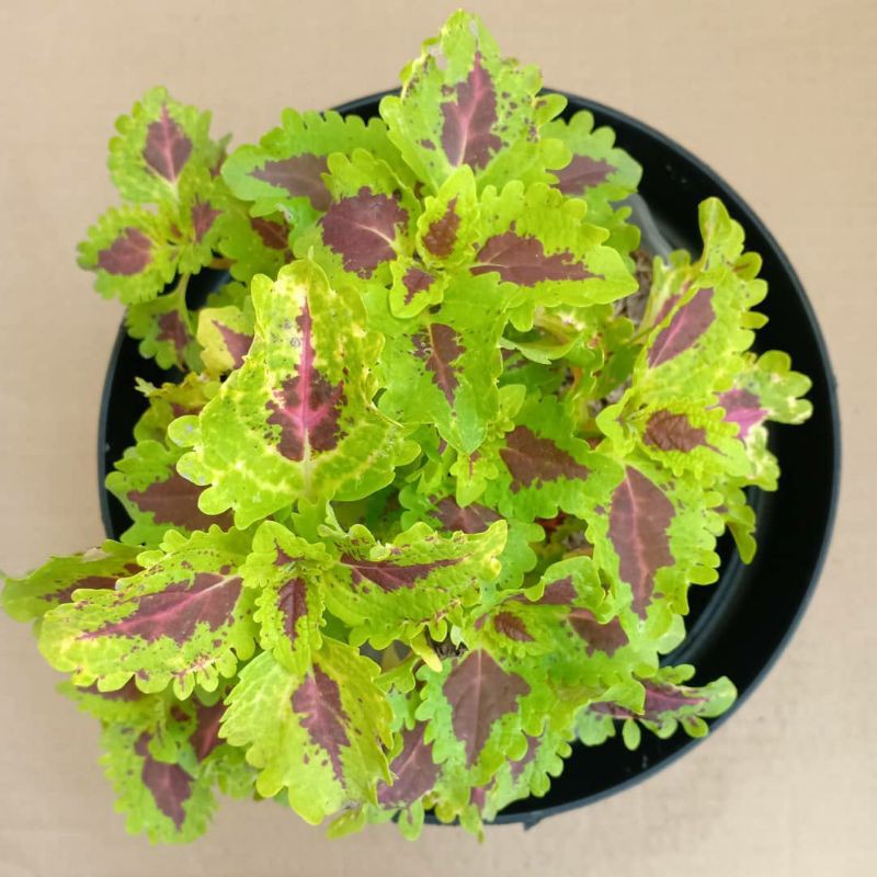 TANAMAN HIAS MIANA DAUN MERAH KUNING / MIANA REDYELLOW