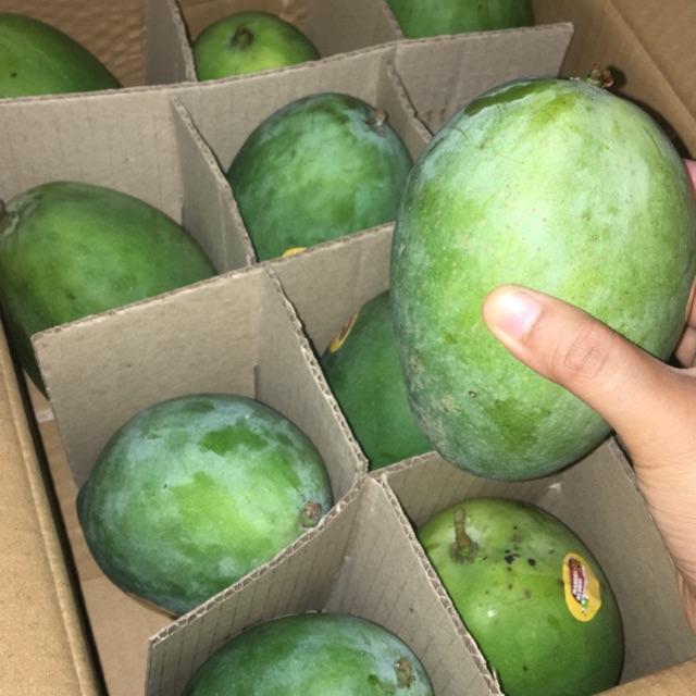 Paket Mangga Alpukat 1 dus